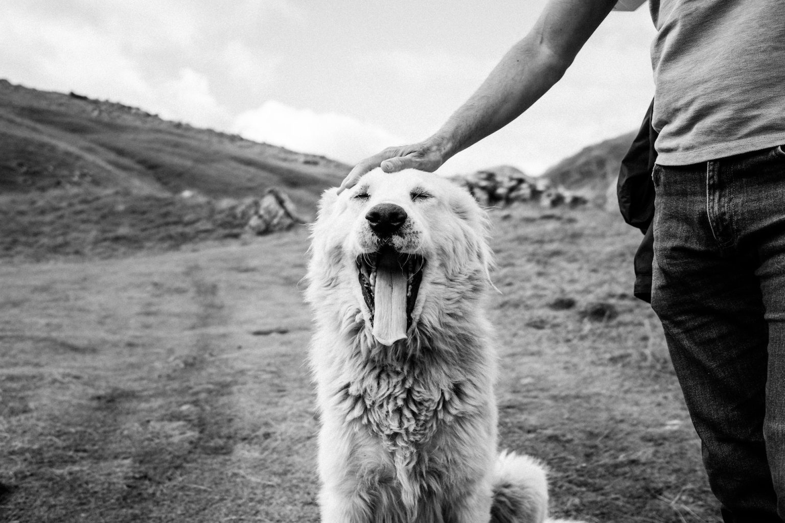 Duelo de mascotas Perrito siendo acariciado por su amo en escala de grises